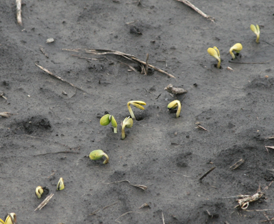 sb emergence tn.jpg sb emergence tn.jpg